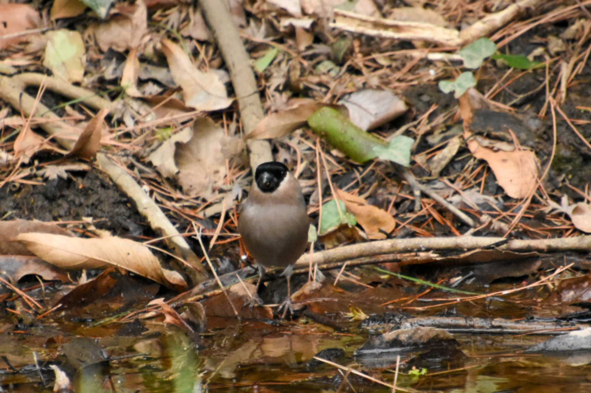 Photo of Eurasian Bullfinch at Shinjuku Gyoen National Garden by kengo-low