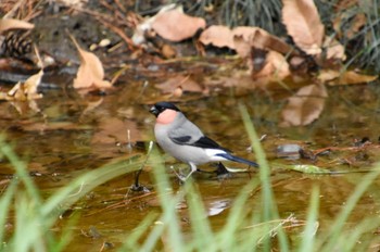 Eurasian Bullfinch Shinjuku Gyoen National Garden Sun, 3/24/2024