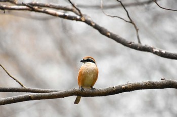 Bull-headed Shrike Shinjuku Gyoen National Garden Sun, 3/24/2024