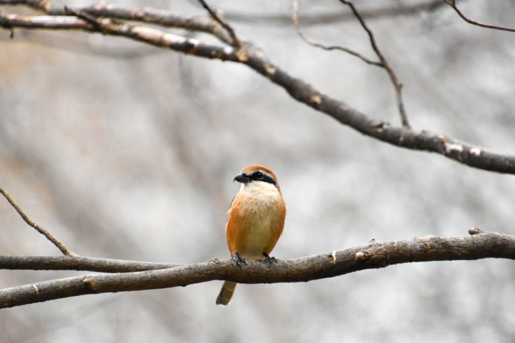 Photo of Bull-headed Shrike at Shinjuku Gyoen National Garden by kengo-low