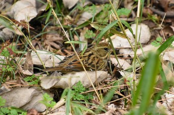 Masked Bunting Shinjuku Gyoen National Garden Sun, 3/24/2024