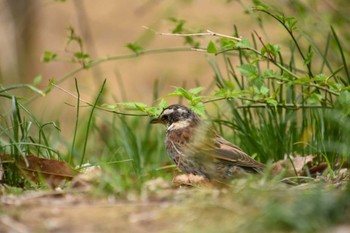 Dusky Thrush Shinjuku Gyoen National Garden Sun, 3/24/2024