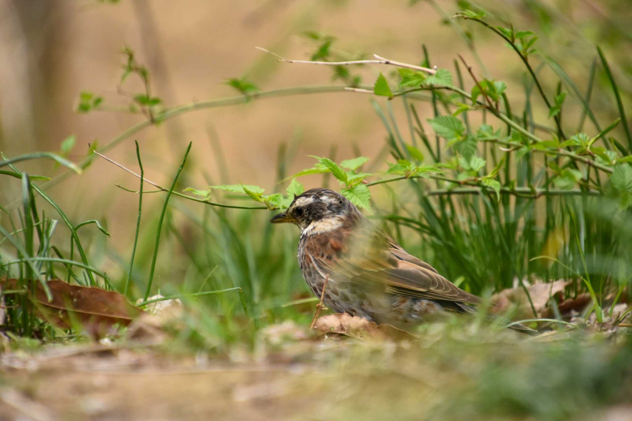 Photo of Dusky Thrush at Shinjuku Gyoen National Garden by kengo-low