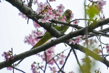 Indian Rose-necked Parakeet Shinjuku Gyoen National Garden Sun, 3/24/2024
