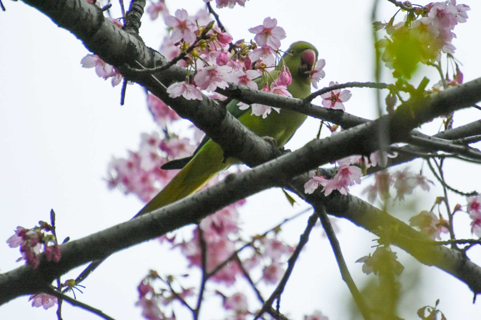 Photo of Indian Rose-necked Parakeet at Shinjuku Gyoen National Garden by kengo-low