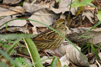 Masked Bunting Shinjuku Gyoen National Garden Sun, 3/24/2024