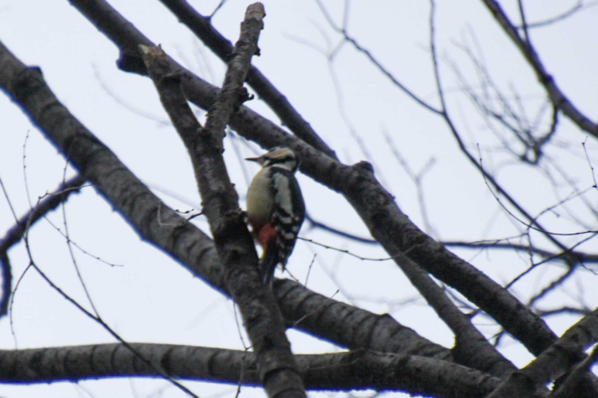 Photo of Great Spotted Woodpecker at Shinjuku Gyoen National Garden by kengo-low