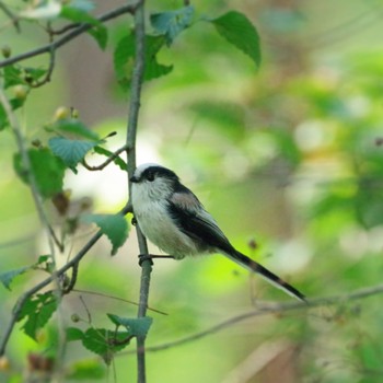 Long-tailed Tit 福島市小鳥の森 Sun, 9/19/2021