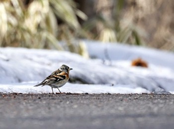 2024年3月23日(土) 3月の八ヶ岳山麓の野鳥観察記録