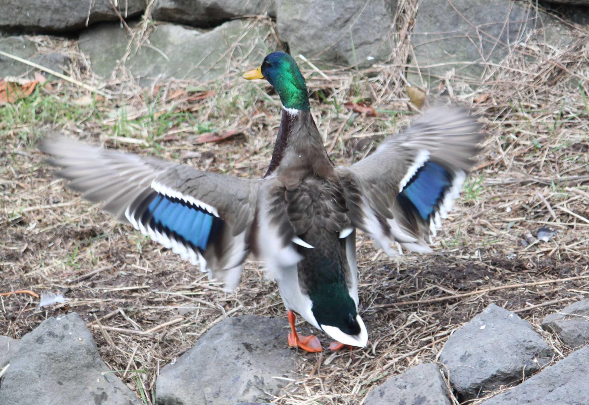 Mallard