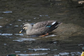 2023年12月3日(日) 安春川の野鳥観察記録