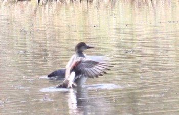 Gadwall 東屯田遊水地 Sun, 11/5/2023