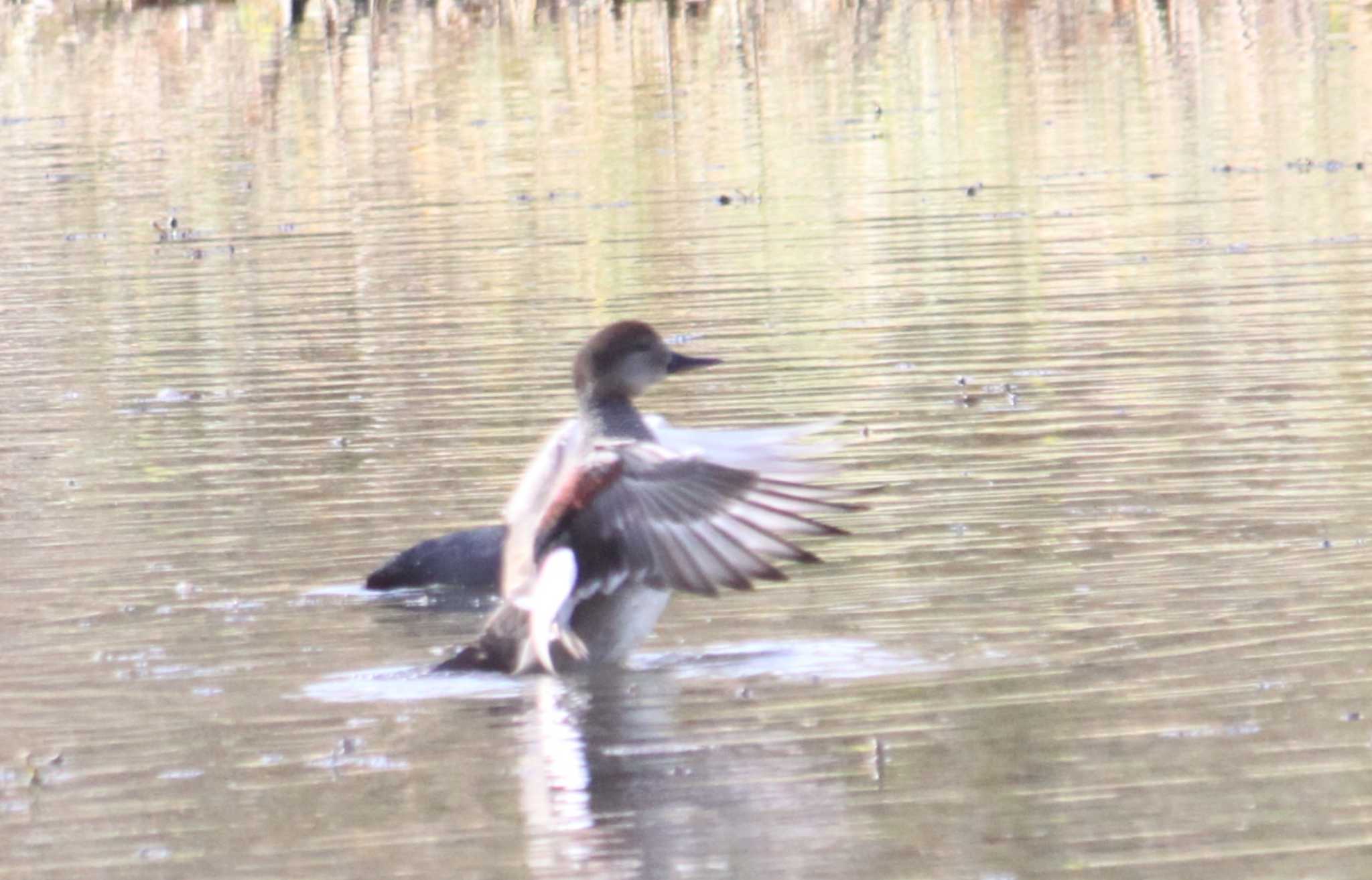 Photo of Gadwall at 東屯田遊水地 by Sapporo marshmallow@bird