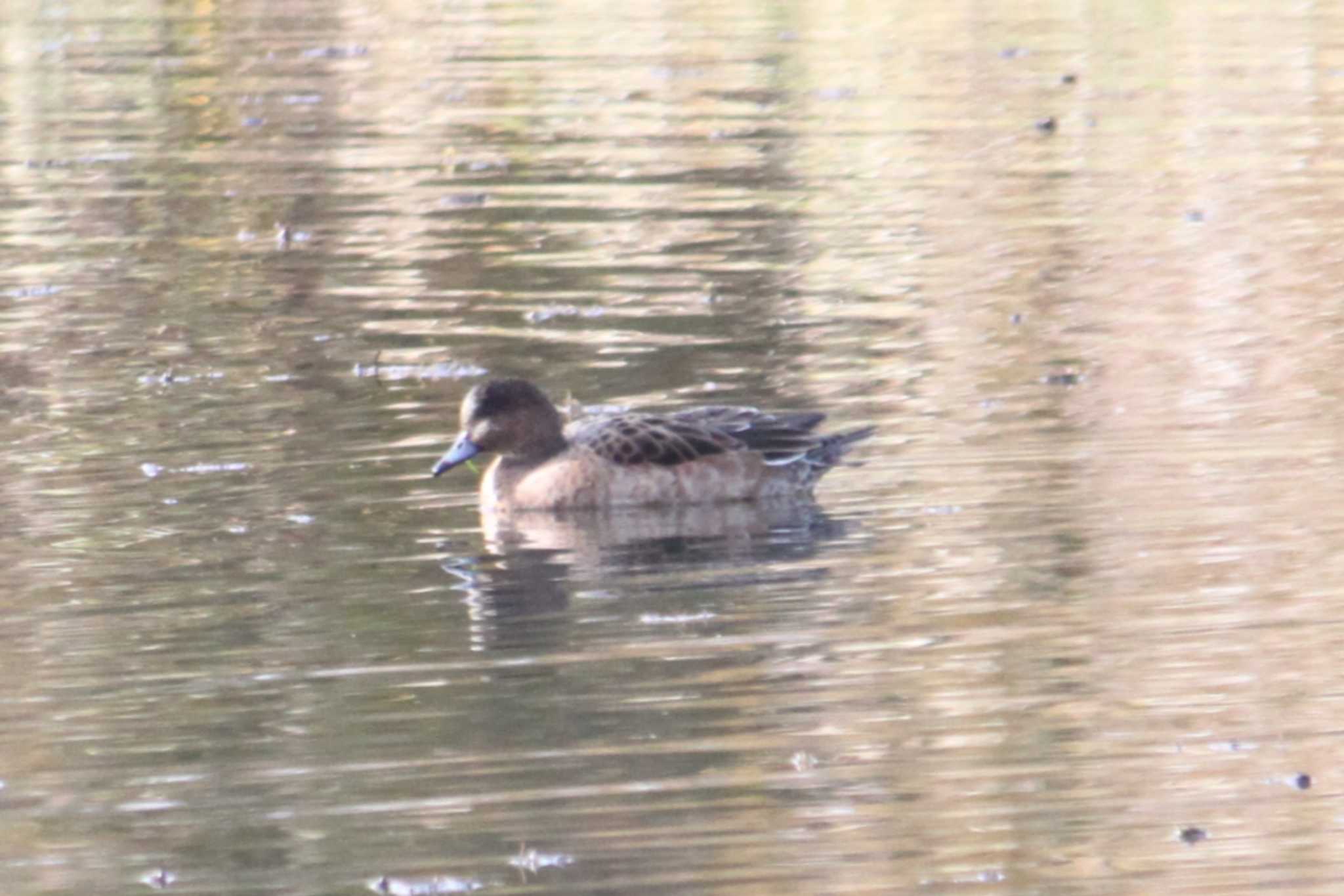 Photo of Eurasian Wigeon at 東屯田遊水地 by Sapporo marshmallow@bird