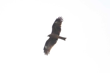 Black Kite 東屯田遊水地 Sun, 11/5/2023