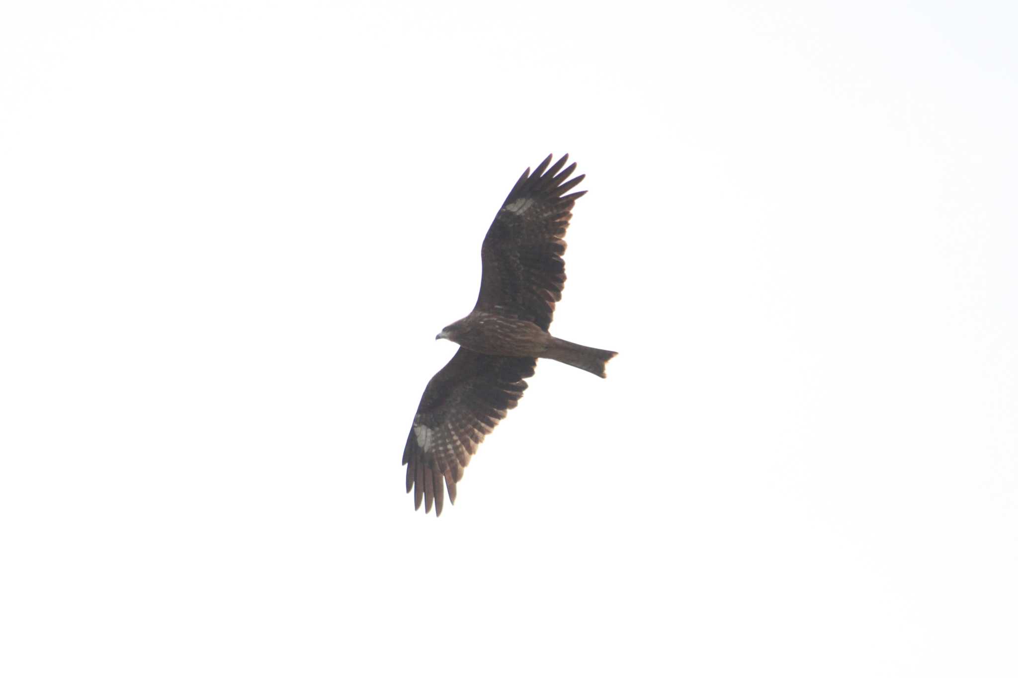 Photo of Black Kite at 東屯田遊水地 by Sapporo marshmallow@bird