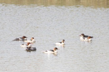 Common Merganser 東屯田遊水地 Sun, 11/5/2023