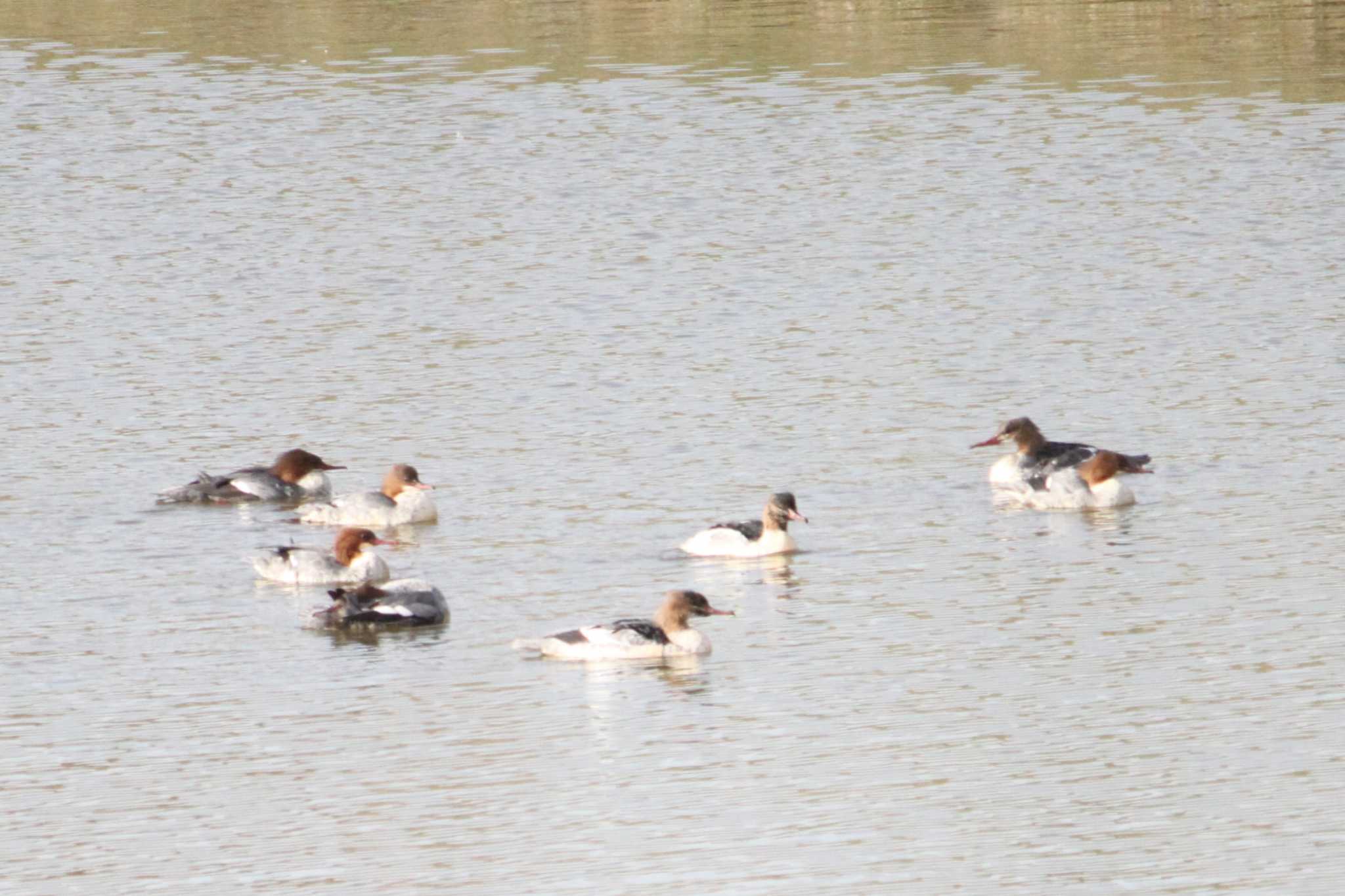 Photo of Common Merganser at 東屯田遊水地 by Sapporo marshmallow@bird