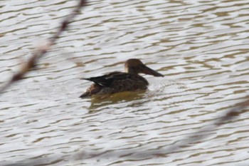 Northern Shoveler 東屯田遊水地 Sun, 11/5/2023