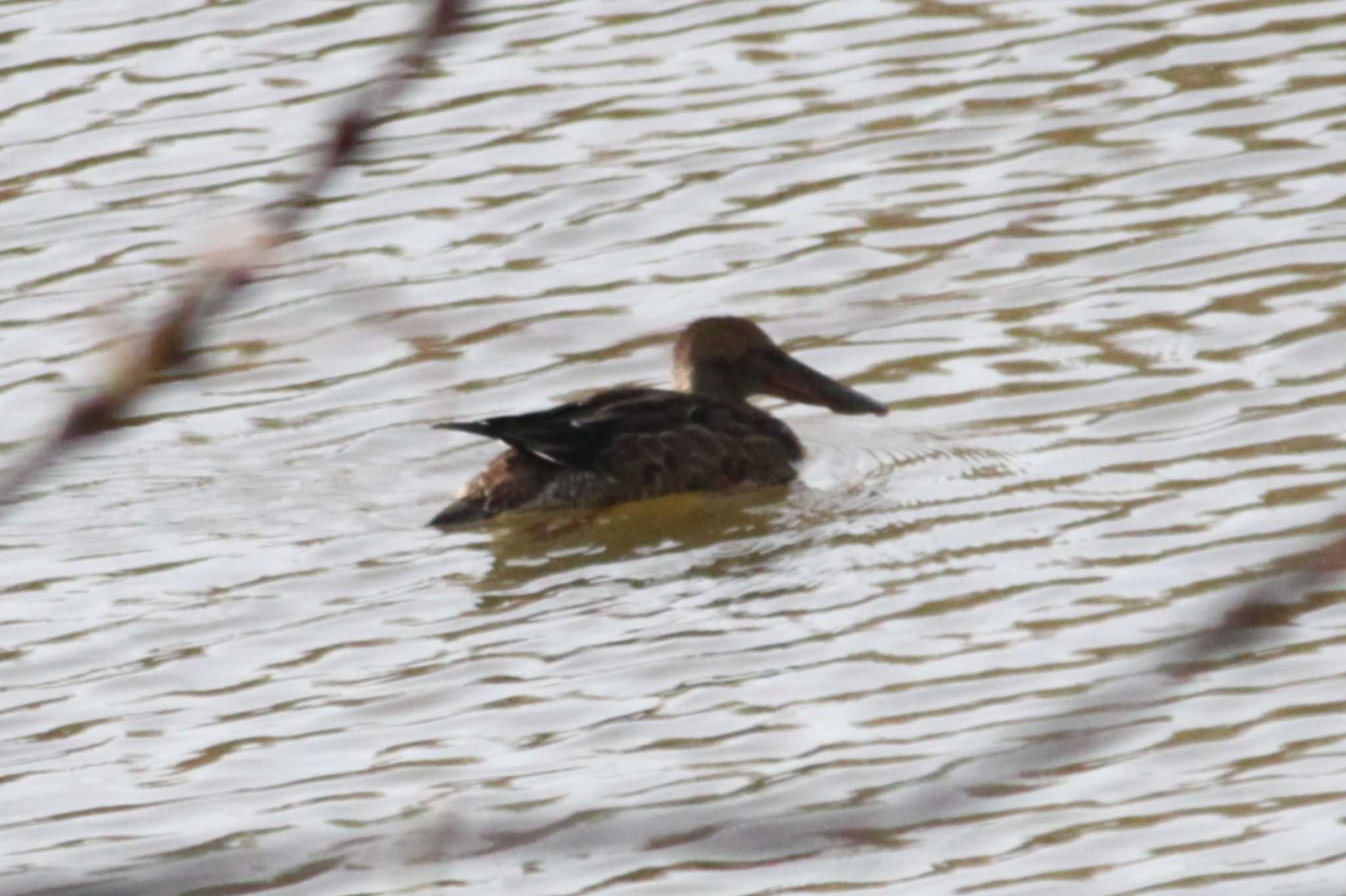 Photo of Northern Shoveler at 東屯田遊水地 by Sapporo marshmallow@bird