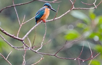 Common Kingfisher Oizumi Ryokuchi Park Sun, 3/24/2024