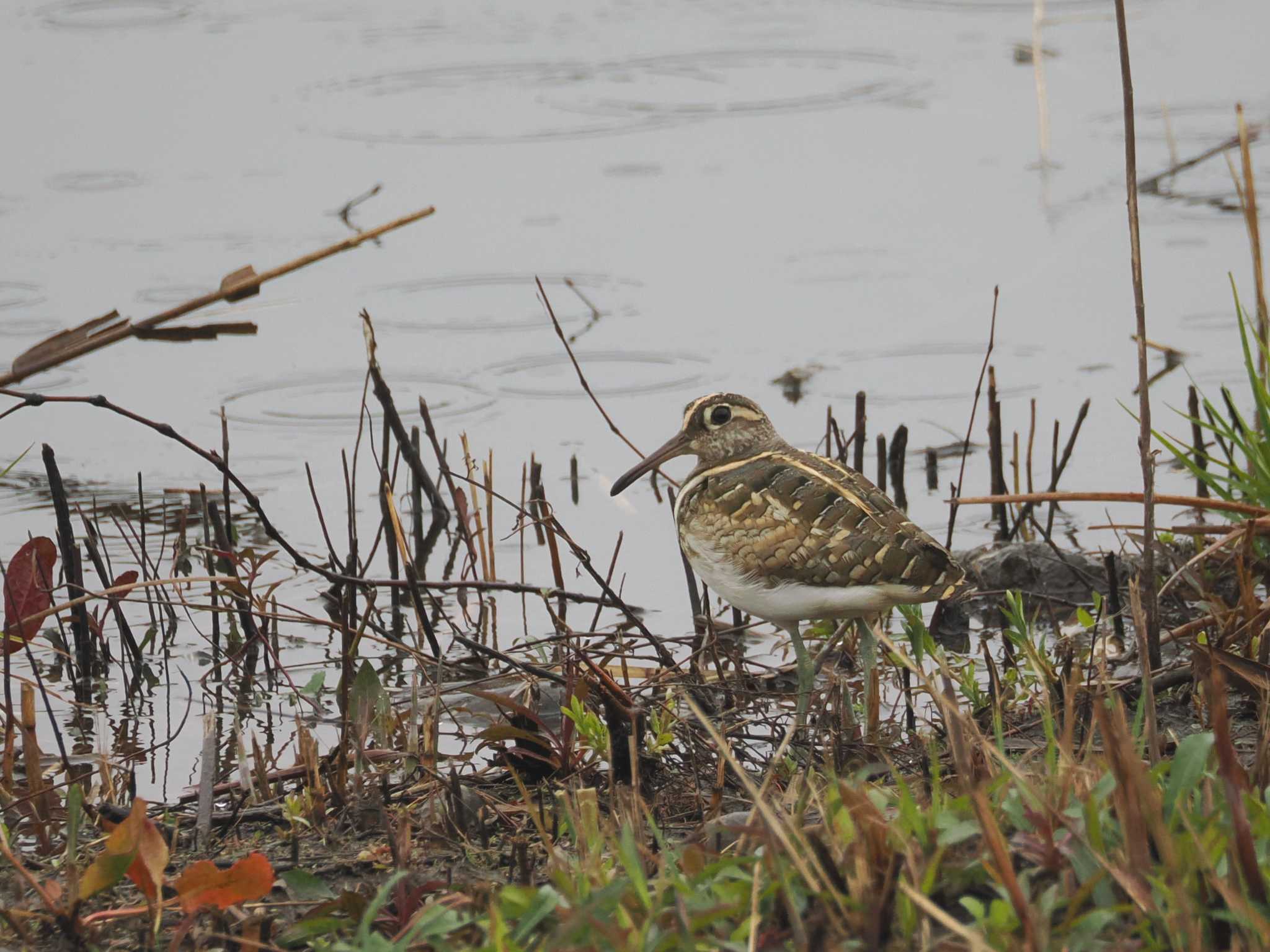 Photo of Greater Painted-snipe at 境川遊水地公園 by こむぎこねこ