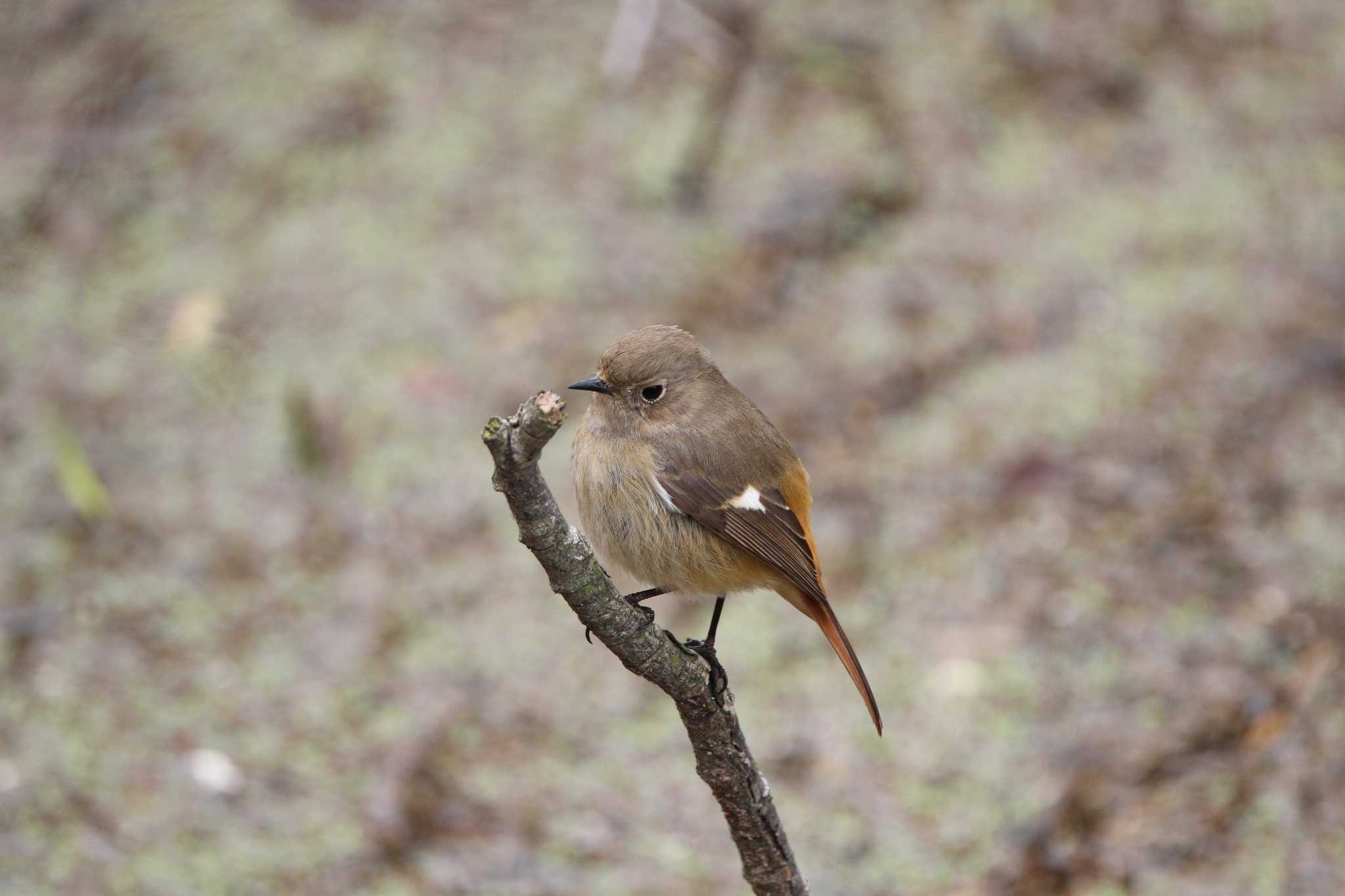 Photo of Daurian Redstart at 山田池公園 by Ryoji-ji