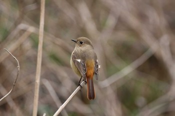 Daurian Redstart 山田池公園 Tue, 3/19/2024