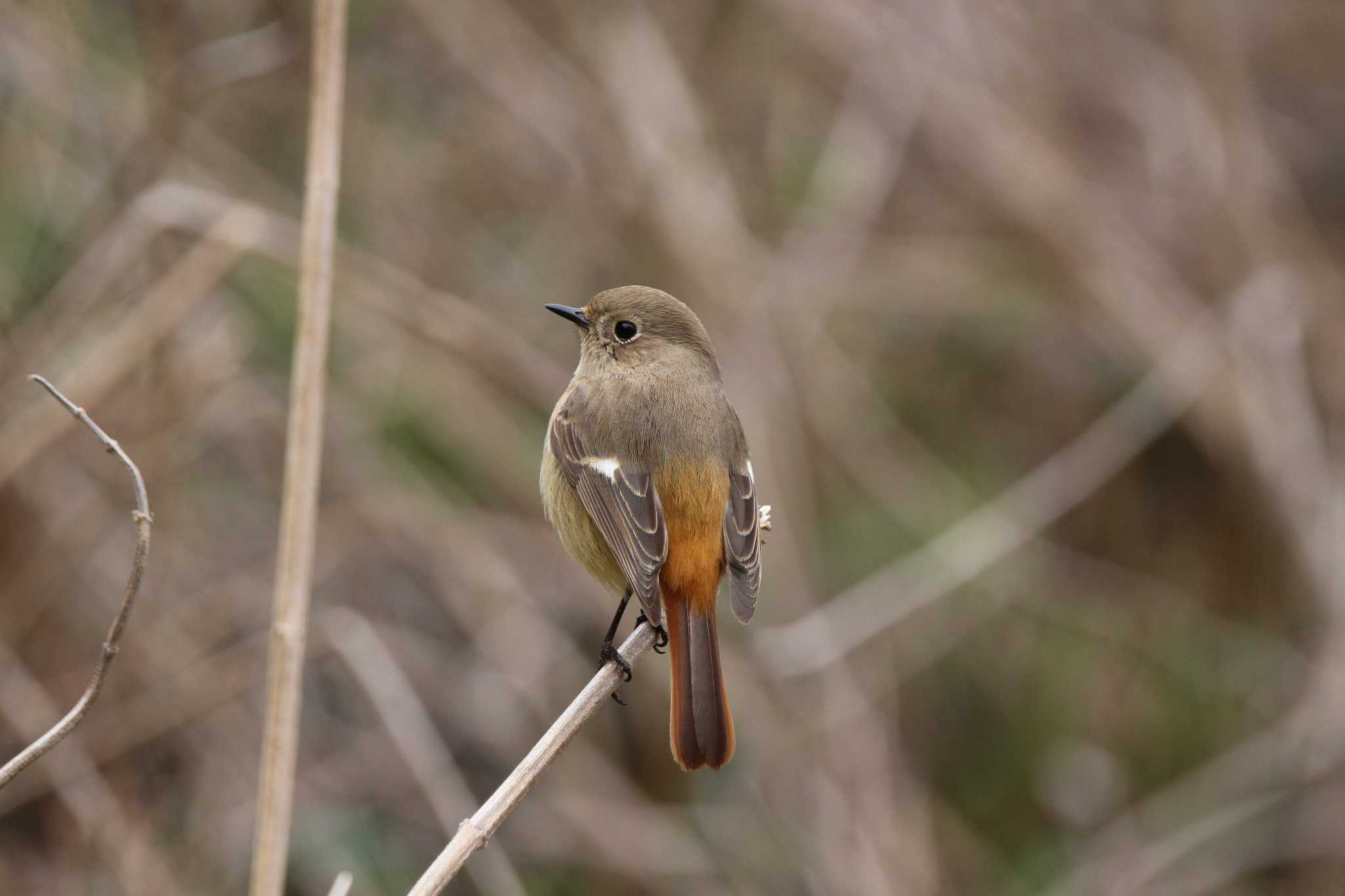 Photo of Daurian Redstart at 山田池公園 by Ryoji-ji