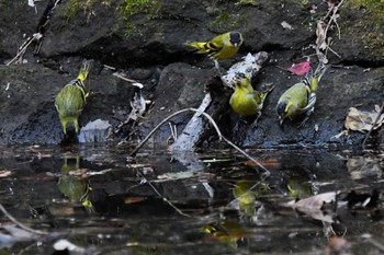 Eurasian Siskin 八溝県民休養公園 Sat, 2/17/2024