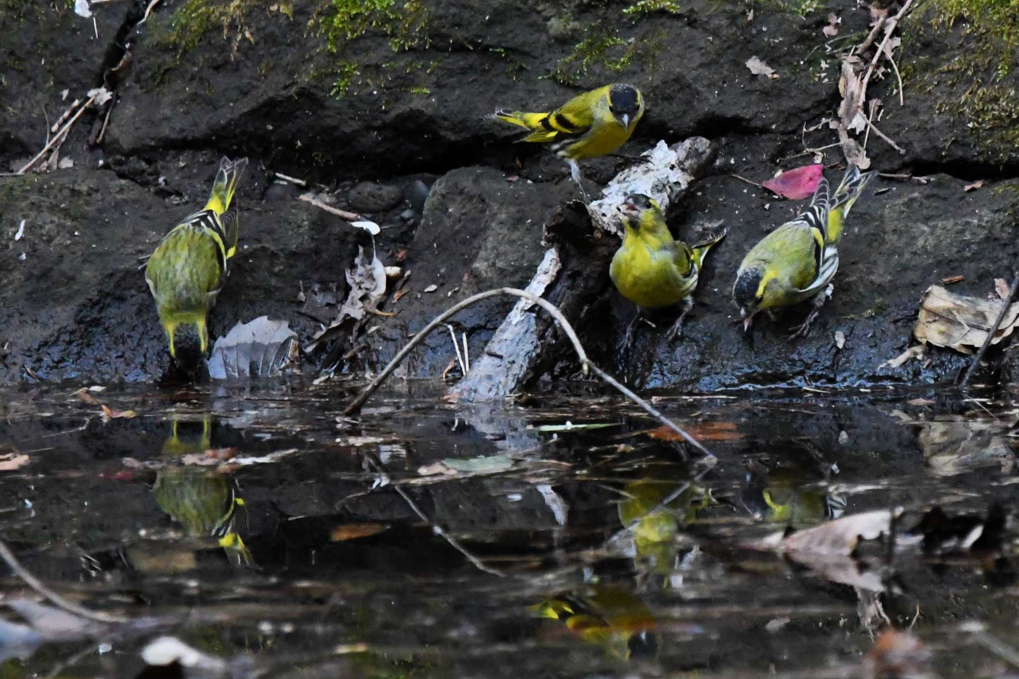 Eurasian Siskin