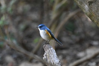 ルリビタキ 八溝県民休養公園 2024年2月17日(土)