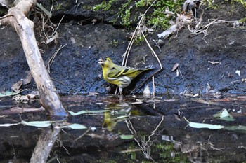 マヒワ 八溝県民休養公園 2024年2月17日(土)