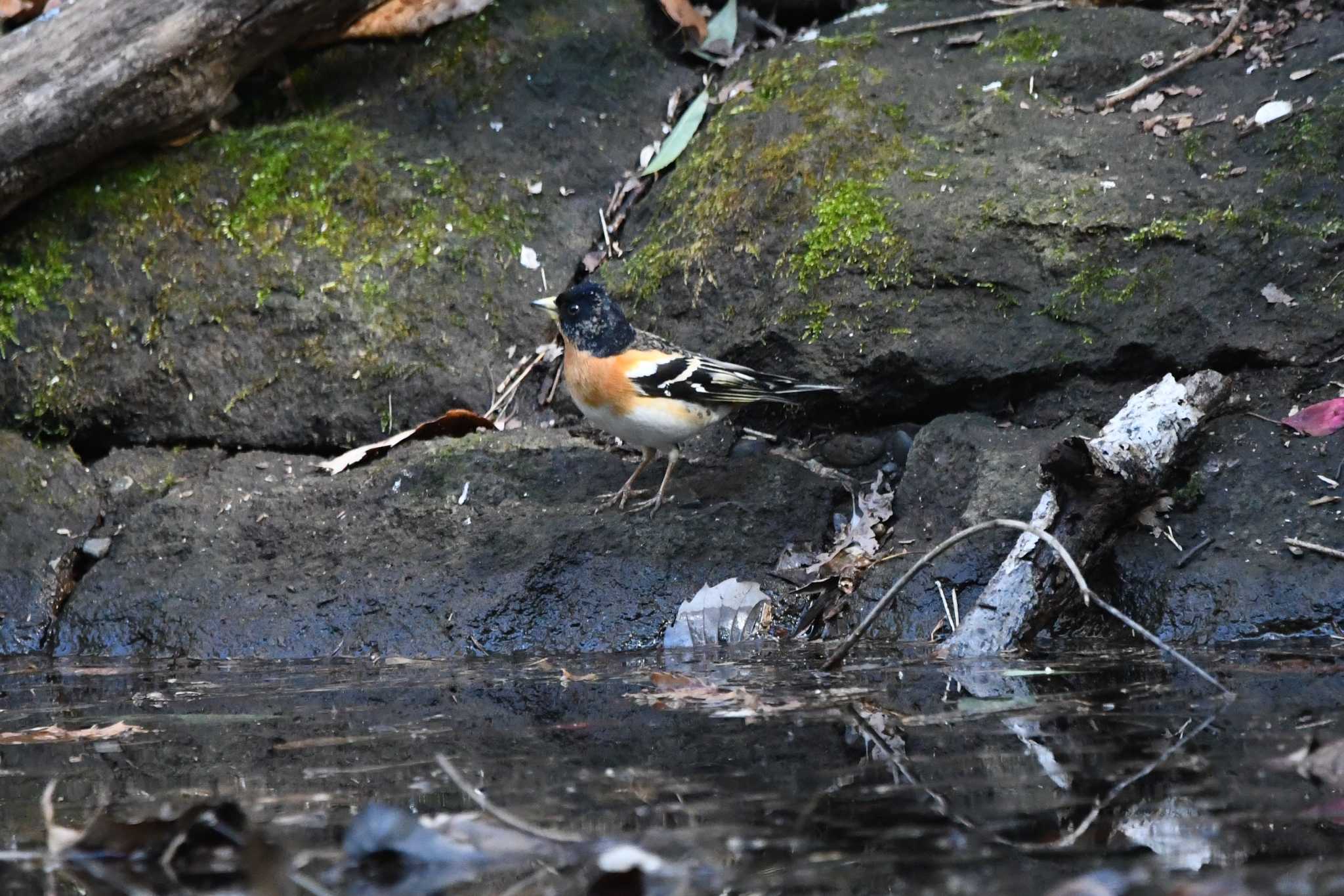 Photo of Brambling at 八溝県民休養公園 by すずめのお宿