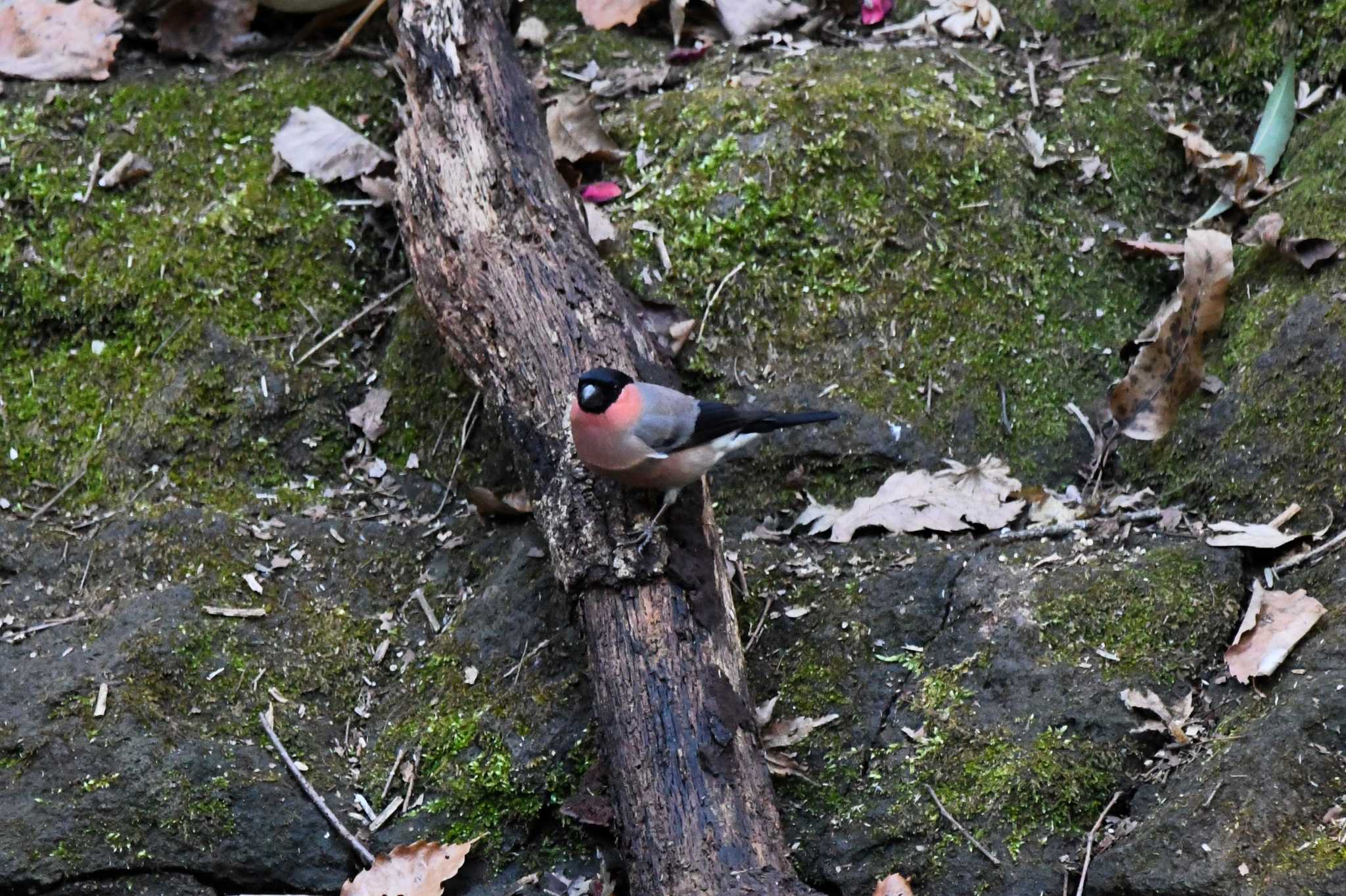 Eurasian Bullfinch