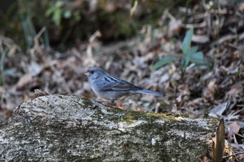 Grey Bunting 八溝県民休養公園 Sat, 2/17/2024