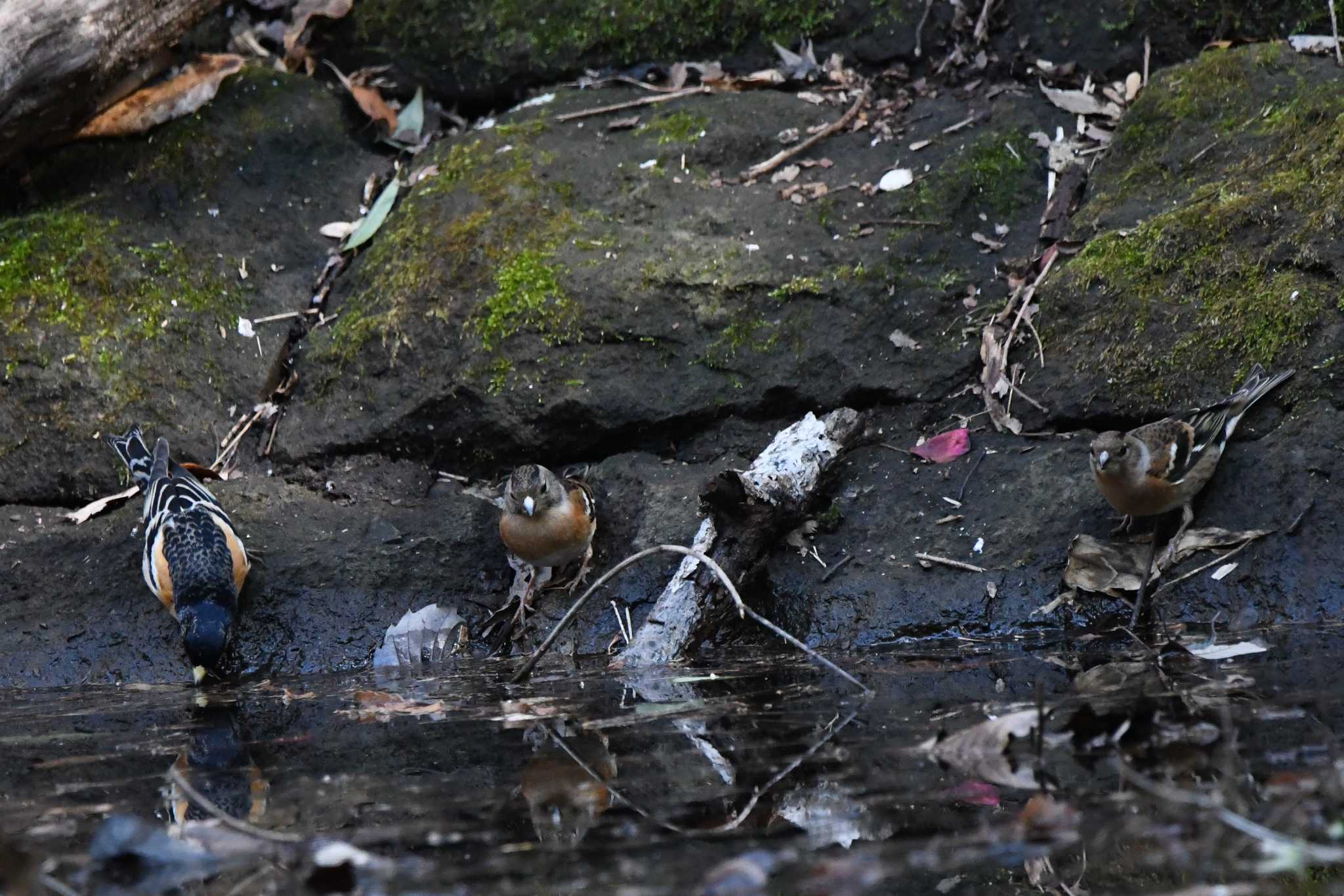 Photo of Brambling at 八溝県民休養公園 by すずめのお宿