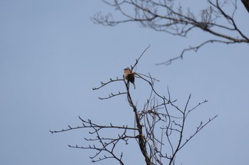 Meadow Bunting 犀川(金沢市・辰巳ダム付近) Sun, 3/24/2024