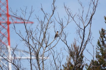 Bohemian Waxwing 犀川(金沢市・辰巳ダム付近) Sun, 3/24/2024