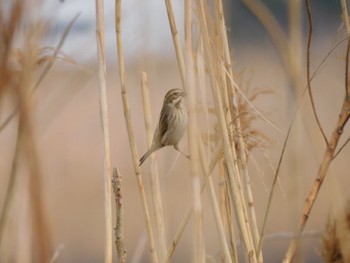 Common Reed Bunting 多摩川河口 Sun, 3/24/2024