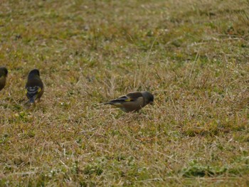 Grey-capped Greenfinch 多摩川河口 Sun, 3/24/2024