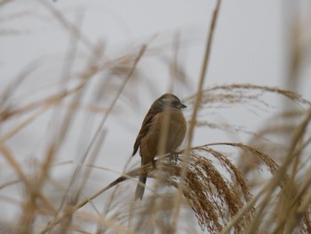 Meadow Bunting 多摩川河口 Sun, 3/24/2024