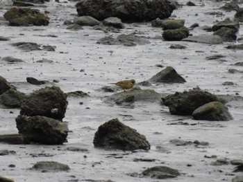 Masked Bunting 多摩川河口 Sun, 3/24/2024