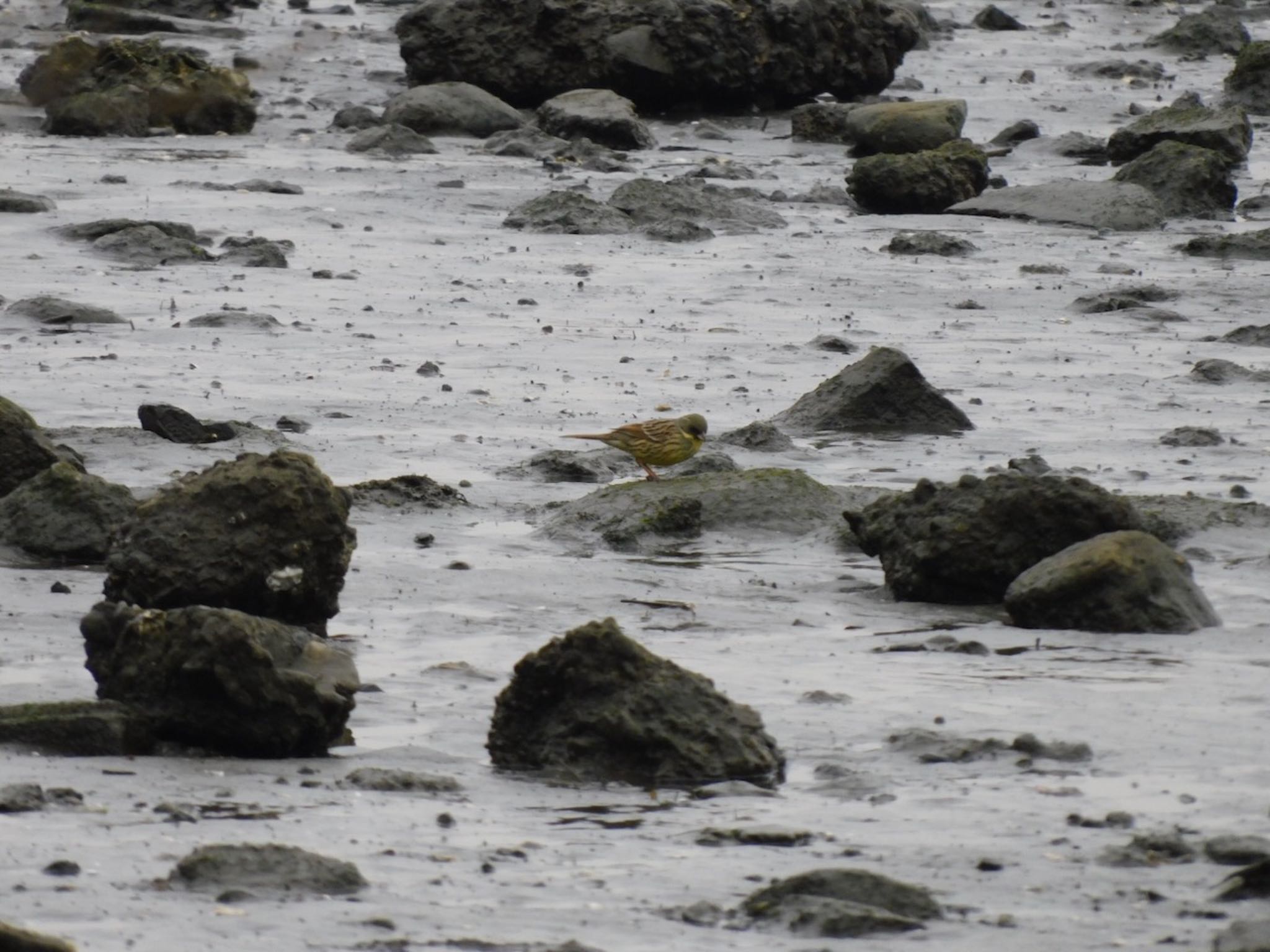 Photo of Masked Bunting at 多摩川河口 by 杜鵑