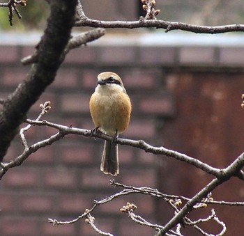 2024年3月24日(日) 二ヶ領用水の野鳥観察記録