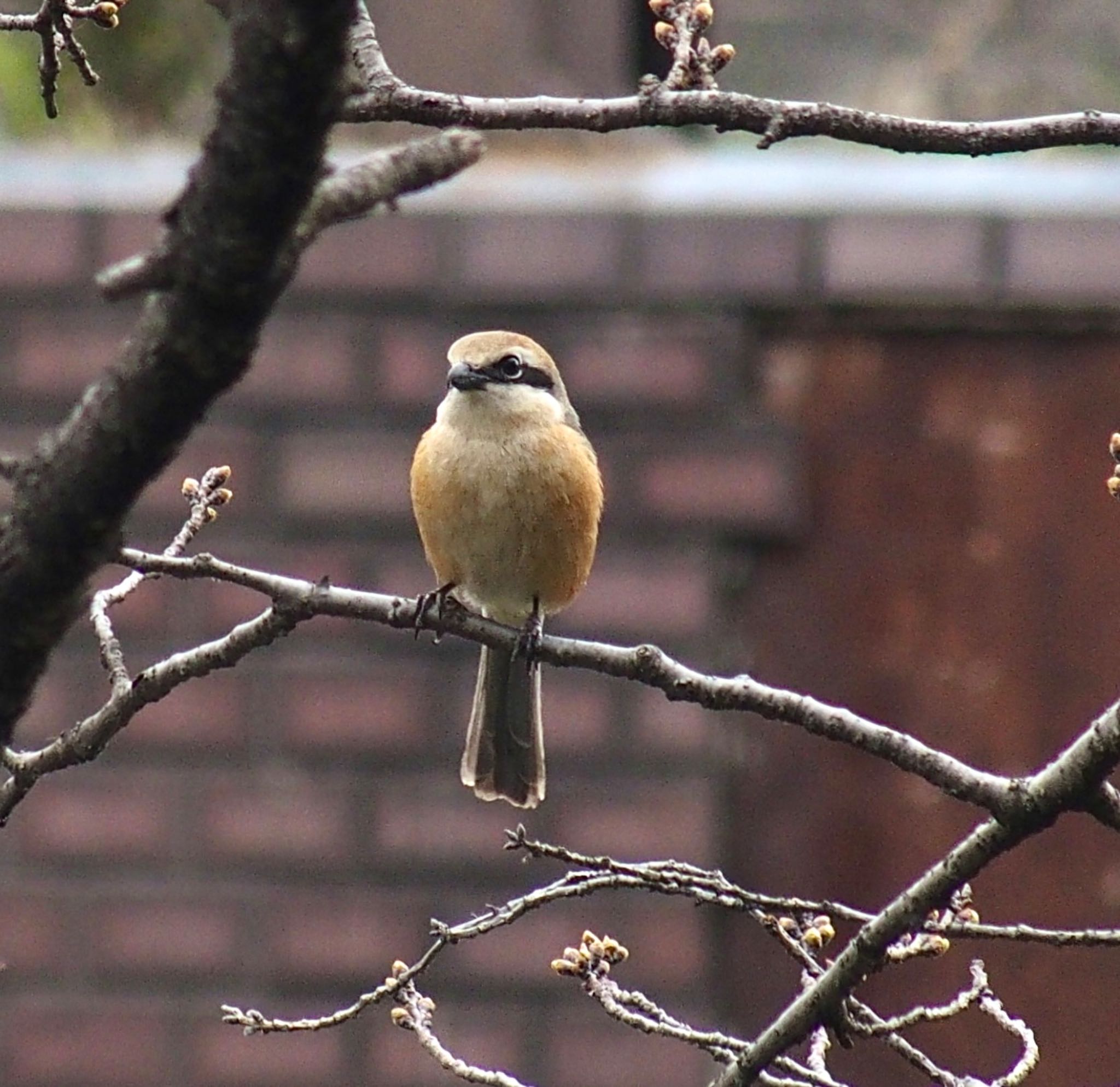 Photo of Bull-headed Shrike at 二ヶ領用水 by うきぴ