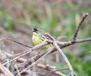 Masked Bunting 多摩川河川敷 Sun, 3/24/2024