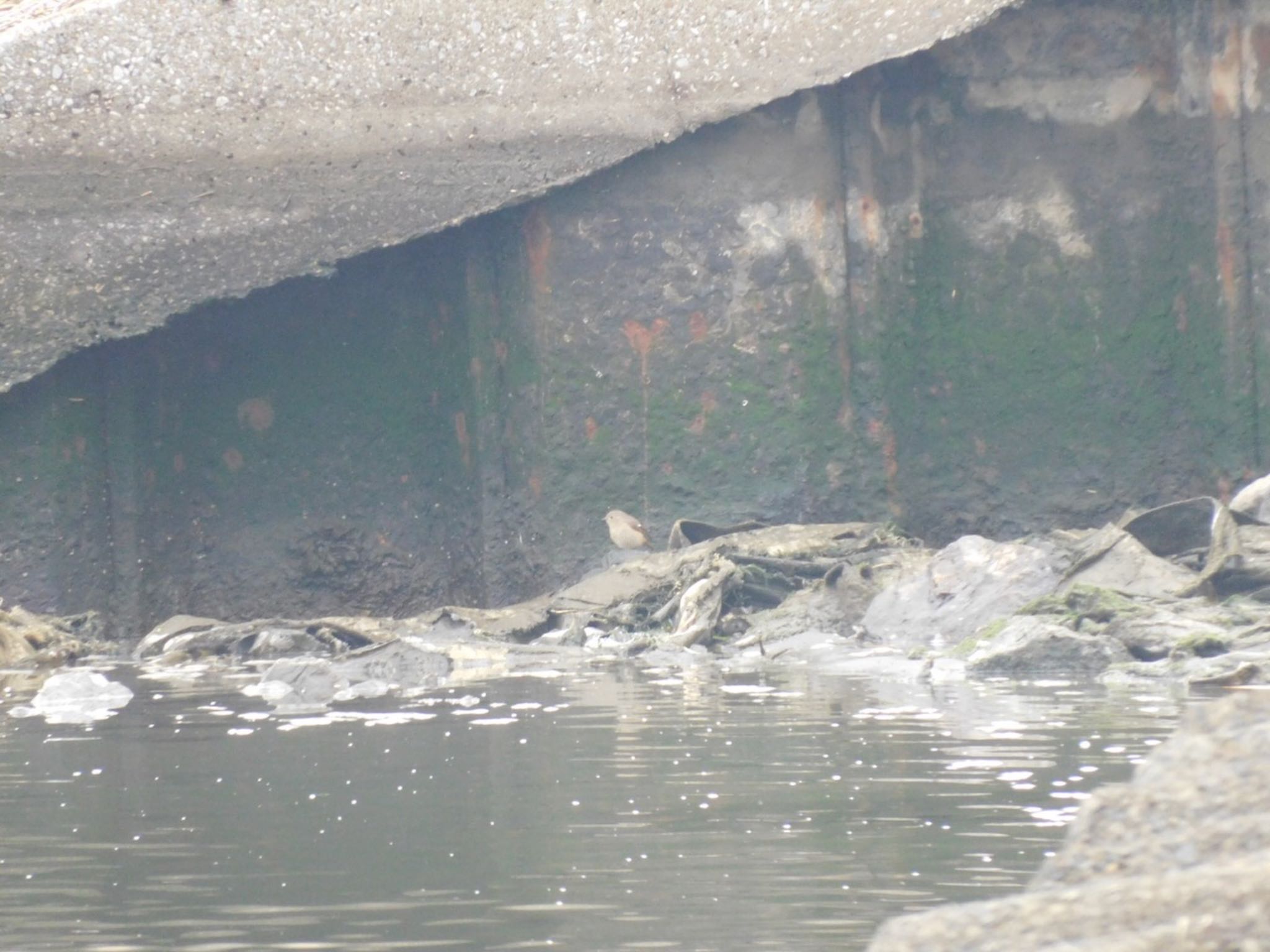 Photo of Daurian Redstart at 多摩川河口 by 杜鵑