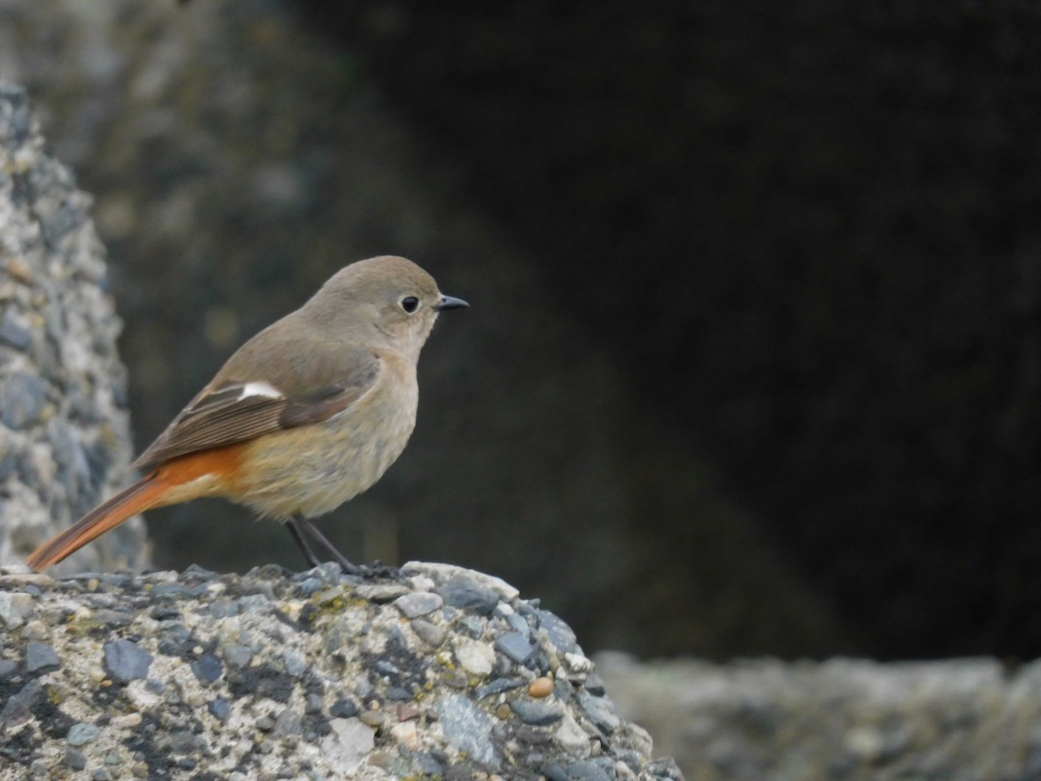 Photo of Daurian Redstart at 多摩川河口 by 杜鵑