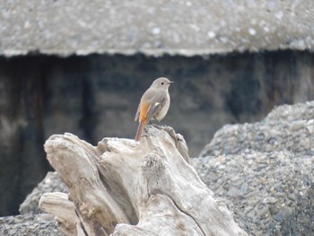 Daurian Redstart 多摩川河口 Sun, 3/24/2024